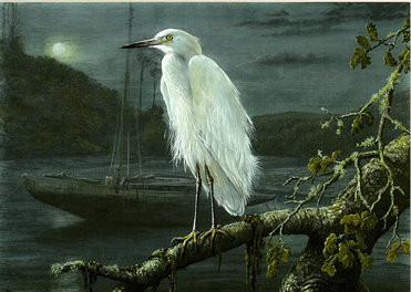 Image of By the Light of the Moon ~Little Egret, Helford Passage, Falmouth